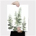 Picture of Eucalyptus Growing II  _GroupedProduct_Rectangle_Portrait_Canvas_