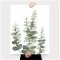 Picture of Eucalyptus Growing II  _GroupedProduct_Rectangle_Portrait_Canvas_