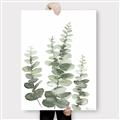 Picture of Eucalyptus Growing II  _GroupedProduct_Rectangle_Portrait_Canvas_