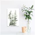 Picture of Eucalyptus Growing I _GroupedProduct_Rectangle_Portrait_Canvas_