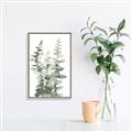 Picture of Eucalyptus Growing I _GroupedProduct_Rectangle_Portrait_Canvas_Framed_