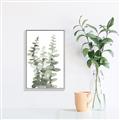 Picture of Eucalyptus Growing I _GroupedProduct_Rectangle_Portrait_Canvas_Framed_
