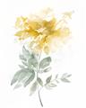 Picture of Yellow Floral I  _GroupedProduct_Rectangle_Portrait_Unframed_Print_Only_