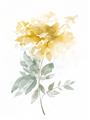 Picture of Yellow Floral I  _GroupedProduct_Rectangle_Portrait_Unframed_Print_Only_