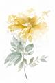 Picture of Yellow Floral I  _GroupedProduct_Rectangle_Portrait_Unframed_Print_Only_