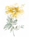 Picture of Yellow Floral I  _GroupedProduct_Rectangle_Portrait_Unframed_Print_Only_