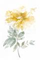 Picture of Yellow Floral I  _GroupedProduct_Rectangle_Portrait_Unframed_Print_Only_