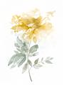 Picture of Yellow Floral I  _GroupedProduct_Rectangle_Portrait_Unframed_Print_Only_