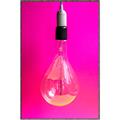 Picture of Hot Pink Light Bulb _GroupedProduct_Rectangle_Portrait_Photography _GroupedProduct_Rectangle_Portrait_Canvas_Framed_