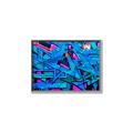 Picture of Graffiti Wall _GroupedProduct_Rectangle_Landscape_Photography _GroupedProduct_Rectangle_Landscape_Canvas_Framed_