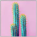 Picture of Neon Cactus _GroupedProduct_Square_Photography _GroupedProduct_Square_Canvas_Framed_