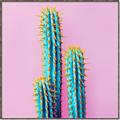 Picture of Neon Cactus _GroupedProduct_Square_Photography _GroupedProduct_Square_Canvas_Framed_