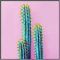 Picture of Neon Cactus _GroupedProduct_Square_Photography _GroupedProduct_Square_Canvas_Framed_