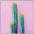 Picture of Neon Cactus _GroupedProduct_Square_Photography _GroupedProduct_Square_Canvas_Framed_