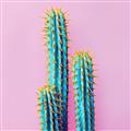 Picture of Neon Cactus _GroupedProduct_Square_Photography _GroupedProduct_Square_Unframed_Print_Only_