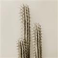 Picture of Neon Cactus _GroupedProduct_Square_Photography _GroupedProduct_Square_Unframed_Print_Only_