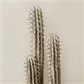 Picture of Neon Cactus _GroupedProduct_Square_Photography _GroupedProduct_Square_Unframed_Print_Only_