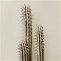 Picture of Neon Cactus _GroupedProduct_Square_Photography _GroupedProduct_Square_Unframed_Print_Only_