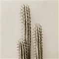 Picture of Neon Cactus _GroupedProduct_Square_Photography _GroupedProduct_Square_Unframed_Print_Only_