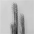 Picture of Neon Cactus _GroupedProduct_Square_Photography _GroupedProduct_Square_Unframed_Print_Only_
