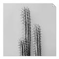 Picture of Neon Cactus _GroupedProduct_Square_Photography _GroupedProduct_Square_Unframed_Print_Only_