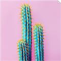 Picture of Neon Cactus _GroupedProduct_Square_Photography _GroupedProduct_Square_Unframed_Print_Only_