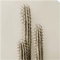 Picture of Neon Cactus _GroupedProduct_Square_Photography _GroupedProduct_Square_Unframed_Print_Only_