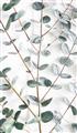Picture of Eucalyptus Vine _GroupedProduct_Rectangle_Portrait_Photography _GroupedProduct_Rectangle_Portrait_Unframed_Print_Only_