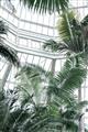 Picture of Tropical Greenhouse ll _GroupedProduct_Rectangle_Portrait_Photography _GroupedProduct_Rectangle_Portrait_Unframed_Print_Only_