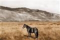 Picture of Mustard Grass Horse _GroupedProduct_Rectangle_Landscape_Photography _GroupedProduct_Rectangle_Landscape_Unframed_Print_Only_