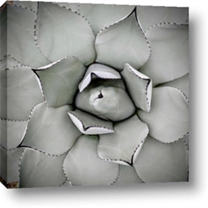 Picture of Eye of the Succulent