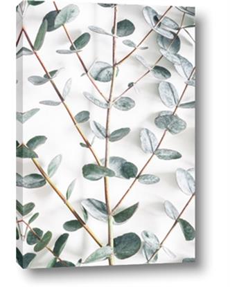 Picture of Eucalyptus Vine