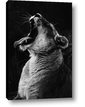 Picture of Yawning lion