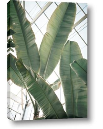 Picture of Banana Plant