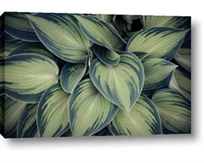 Picture of Chinese Evergreen