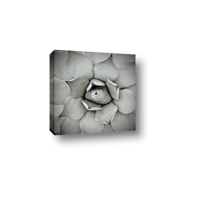 Picture of Eye of the Succulent _GroupedProduct_Square_Photography _GroupedProduct_Square_Canvas_