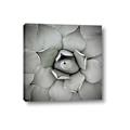 Picture of Eye of the Succulent _GroupedProduct_Square_Photography _GroupedProduct_Square_Canvas_