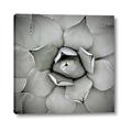 Picture of Eye of the Succulent _GroupedProduct_Square_Photography _GroupedProduct_Square_Canvas_