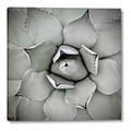 Picture of Eye of the Succulent _GroupedProduct_Square_Photography _GroupedProduct_Square_Canvas_