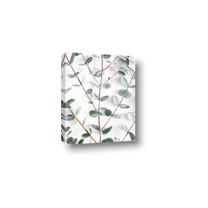 Picture of Eucalyptus Vine _GroupedProduct_Rectangle_Portrait_Photography _GroupedProduct_Rectangle_Portrait_Canvas_