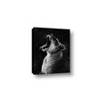 Picture of Yawning lion _GroupedProduct_Rectangle_Portrait_Photography _GroupedProduct_Rectangle_Portrait_Canvas_