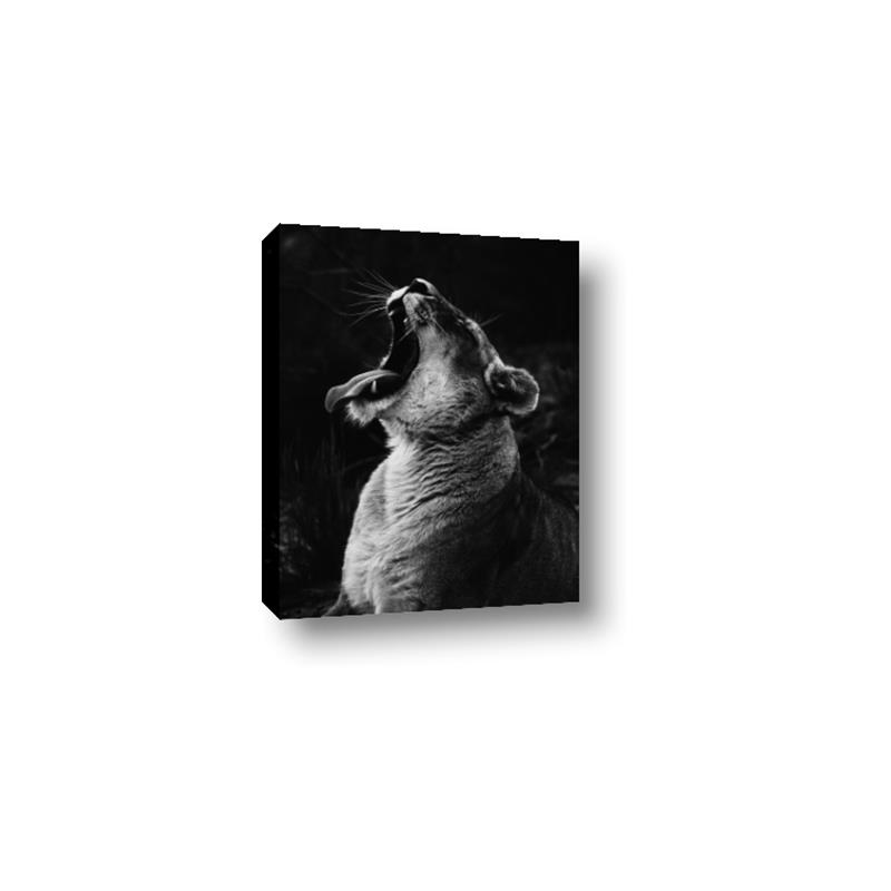 Picture of Yawning lion _GroupedProduct_Rectangle_Portrait_Photography _GroupedProduct_Rectangle_Portrait_Canvas_
