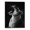 Picture of Yawning lion _GroupedProduct_Rectangle_Portrait_Photography _GroupedProduct_Rectangle_Portrait_Canvas_