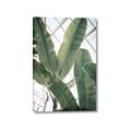 Picture of Banana Plant _GroupedProduct_Rectangle_Portrait_Photography _GroupedProduct_Rectangle_Portrait_Canvas_