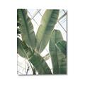 Picture of Banana Plant _GroupedProduct_Rectangle_Portrait_Photography _GroupedProduct_Rectangle_Portrait_Canvas_