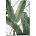 Picture of Banana Plant _GroupedProduct_Rectangle_Portrait_Photography _GroupedProduct_Rectangle_Portrait_Canvas_
