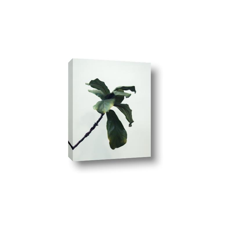 Picture of Green Sprout white _GroupedProduct_Rectangle_Portrait_Photography _GroupedProduct_Rectangle_Portrait_Canvas_