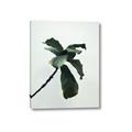 Picture of Green Sprout white _GroupedProduct_Rectangle_Portrait_Photography _GroupedProduct_Rectangle_Portrait_Canvas_