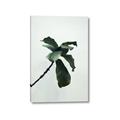 Picture of Green Sprout white _GroupedProduct_Rectangle_Portrait_Photography _GroupedProduct_Rectangle_Portrait_Canvas_