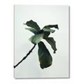 Picture of Green Sprout white _GroupedProduct_Rectangle_Portrait_Photography _GroupedProduct_Rectangle_Portrait_Canvas_